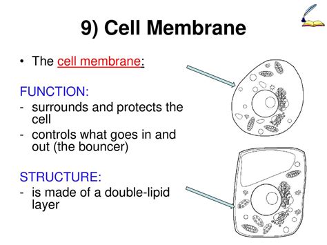 Aim What Is A Cell And What Are Its Parts Ppt Download