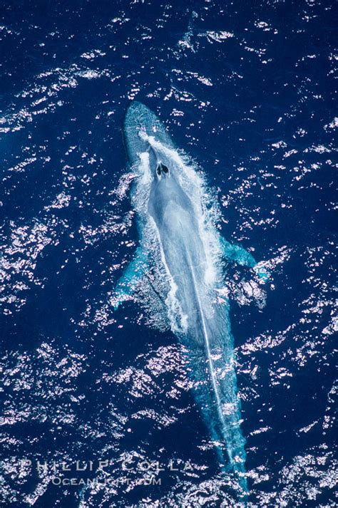 Blue Whale Aerial Photo Balaenoptera Musculus