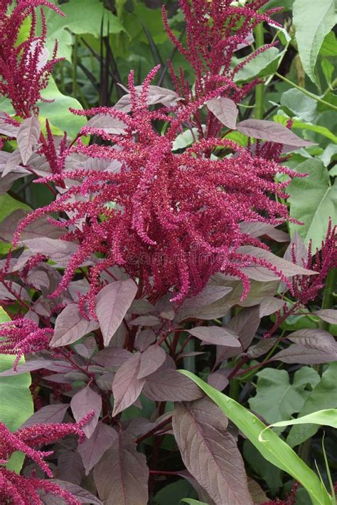 Close Up Image Of Red Amaranth Flowers Stock Photo Image Of Cruenthus