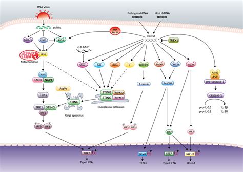 Cytosolic Dna Sensors Review Invivogen