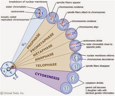 30 Mitosis Biology Notes For A Level