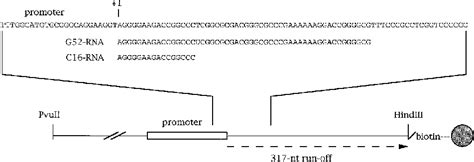 Figure 1 From Transcript Cleavage In An RNA Polymerase I Elongation