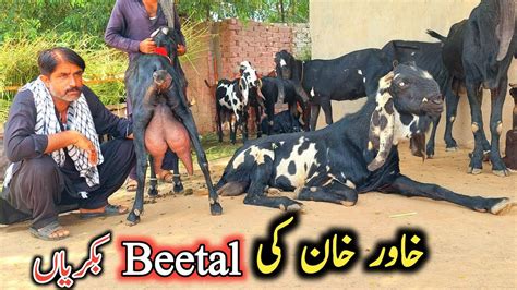 Big Goats Of Khawar Khan Of Sahiwal Pure Amritsari Beetal Goats Beetal