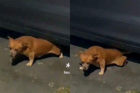 Fam Lia Avista Cachorrinha Sob Carro E Acredita Que Ela Tem Um Problema