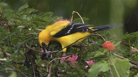 Male Yellow Oriole Icterus Nigrogularis Arena Forest Reserve Trinidad John Caddick