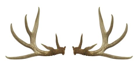 Antler A Z Animals