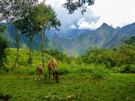 Day Trek To Machu Picchu The Salkantay Trail Unguided Conscious