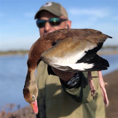 Black-Bellied Whistling Duck Species Info & Hunting - Ramsey Russell's GetDucks.com