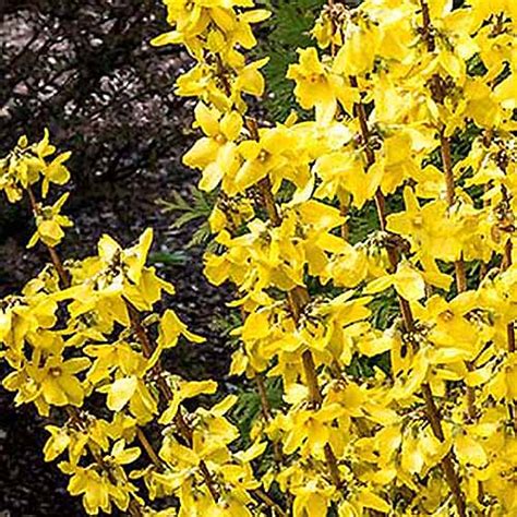 11 of the Best Forsythia Varieties | Gardener’s Path