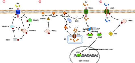 potential molecular mechanisms   wnks regulate ion channels