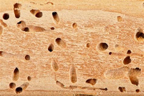 How To Spot A Termite Hole Dixon Pest Services Pest Control And