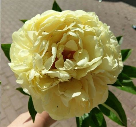 Травянистые : Пион Sunny BOY— Пион Санни Бой