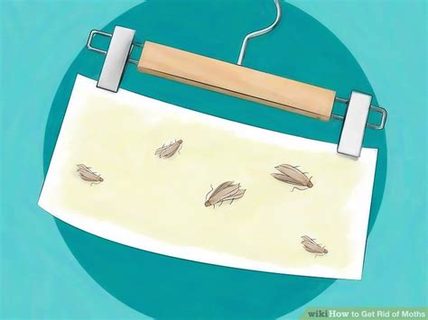 4 Ways to Get Rid of Moths - wikiHow