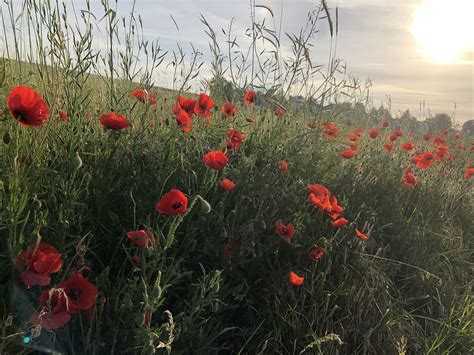 Suasana Pagi Poppies Tepi Lapangan Foto Gratis Di Pixabay Pixabay