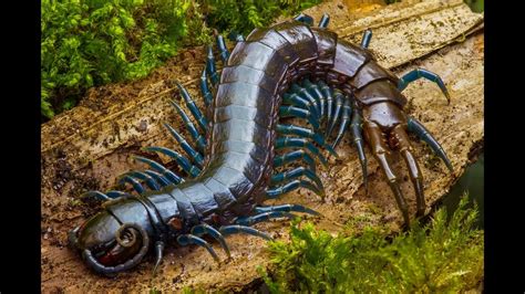 Amazonian Giant Centipede Eating Bat