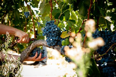 Portuguese Wine Regions: The Best of Portugal