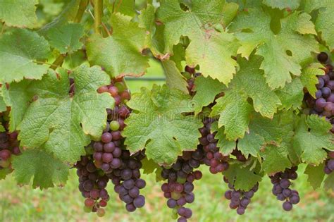 Druvor fotografering för bildbyråer. Bild av druvor, folk - 32834297