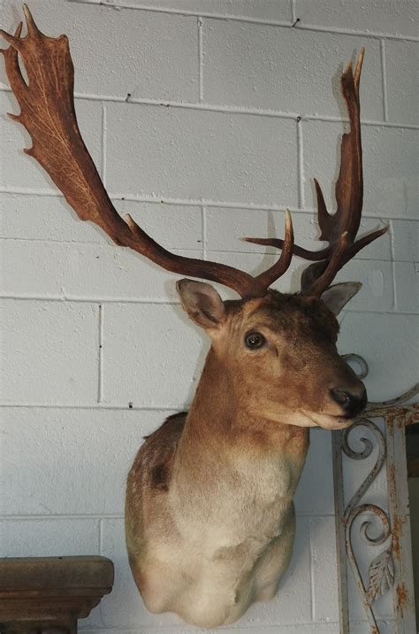 Lot A Shoulder Mount Taxidermy Fallow Deer