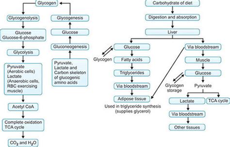 Glycolysis And Gluconeogenesis Concept Map