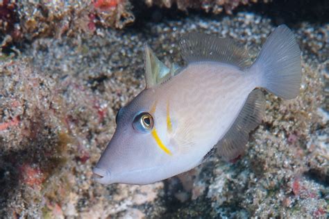 Scythe Triggerfish Juvenile Sufflamen Bursa En Scythe Flickr