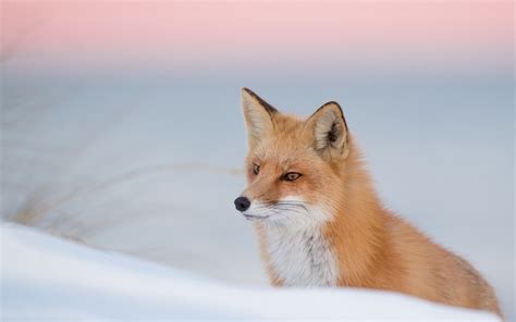 Wallpaper Fox look, snow, winter 1920x1200 HD Picture, Image