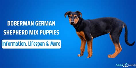 Doberman German Shepherd Mix Puppies: Information, Lifespan & More