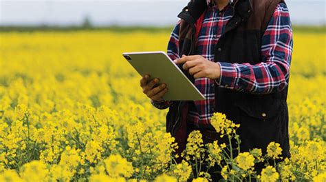 Using Data To Map The Profitability Of Vr Canola Digest