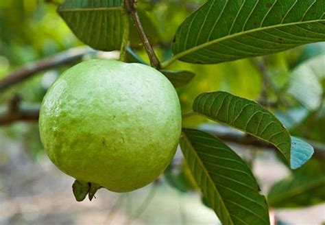 How To Grow Guava Tree In A Container Growing Guava Plant Tropical