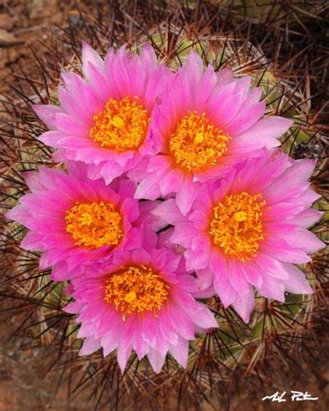 Oregon Hedgehog Cactus Mike Putnam Photography