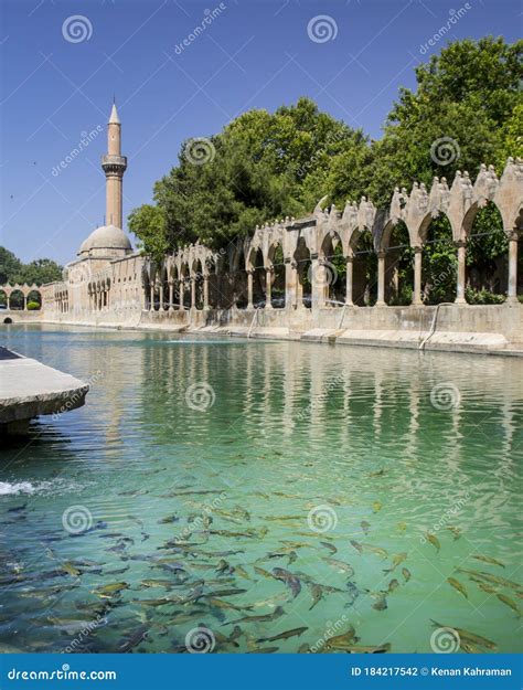 Panorama Urfa Holy Lake With Sacred Fish In Golbasi Park Royalty Free