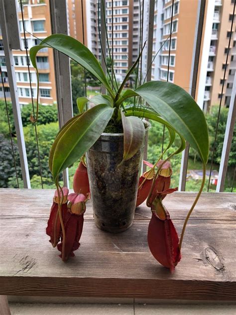 Nepenthes N Viking X N Red Stripe X N Sumatrana Furniture