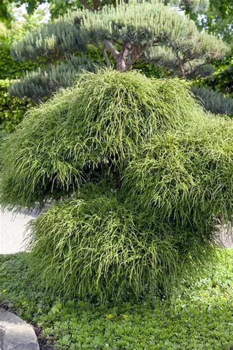 Whipcord Arborvitae Thuja Plicata Wilson Bros Gardens Pack Of