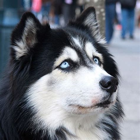 5 Dog Breeds That Have Blue Eyes And The Facts Surrounding This