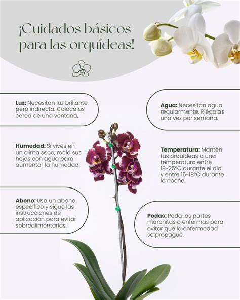 Cuidados B Sicos De Las Orqu Deas En Orquideas Cultivo De