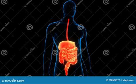 Human Internal Organs Digestive System Anatomy Stock Illustration