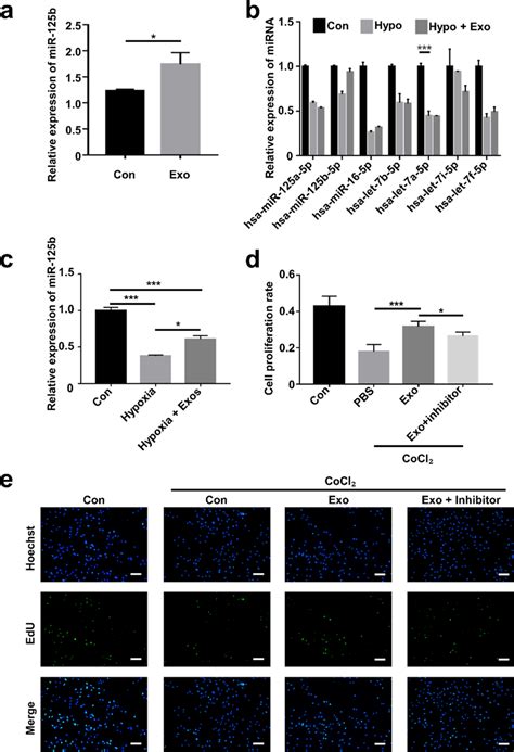 Mir B Derived From Adsc Exos Could Be Delivered To C C Cells A