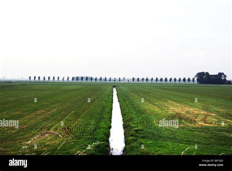 A flat field with grass and trees on the horizon in The Netherlands ...