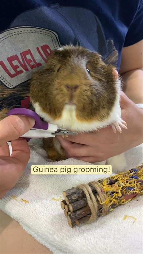 How To Clip Your Guinea Pig S Nails And Check Their Teeth In Three Easy