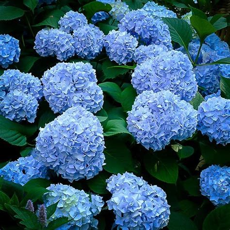 Hydrangea Macrophylla Nikko Blue