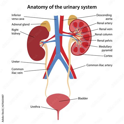 Diagram Of The Urinary System Anatomy Urinary Tract Urine Pr