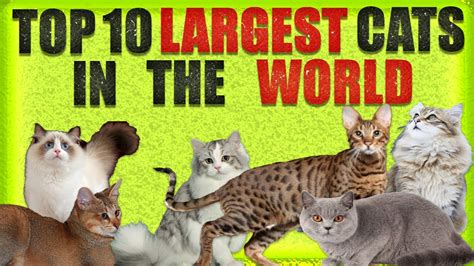 Top 10 Largest Cats In The World Youtube