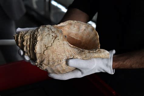 18000 Year Old Conch Shell Used As Instrument By Prehistoric People