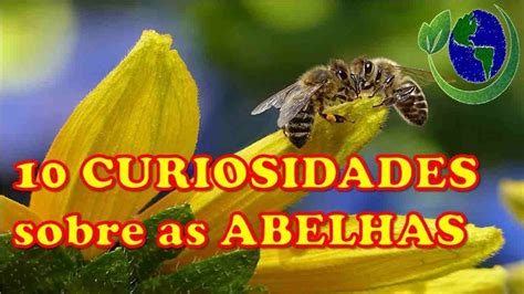 Por Que As Abelhas S O Importantes Descubra Curiosidades Sobre Elas