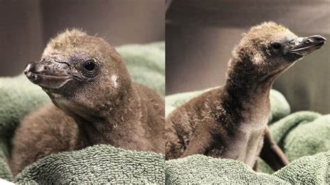 Same Sex Penguin Couple Successfully Hatched Their First Foster Chick