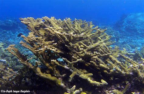 Acropora Sp Pacific Elkhorn Kwajalein Marshall Islands