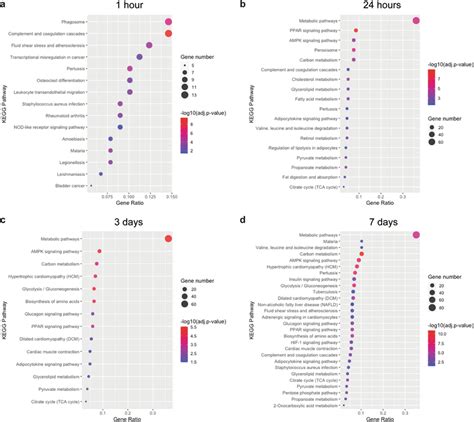 Kegg Pathway Analysis Demonstrated A Shift In Processes That Were