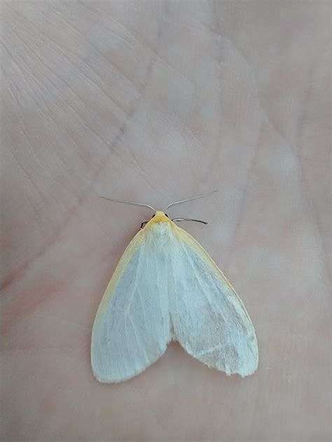 Cycnia tenera : r/SpeciesOfTheDay