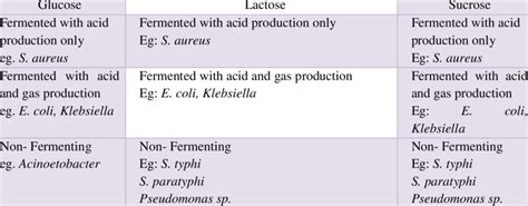 Die Fermentation Von Glukose Saccharose Und Laktose Durch Bacillus Subtilis