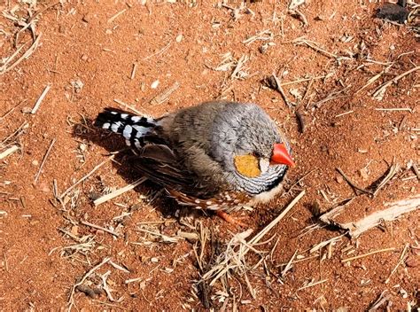 Zebra Finch Taeniopygia Guttata Ausemade