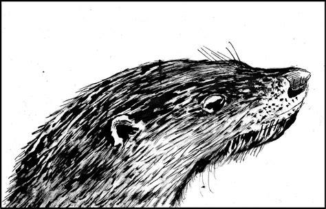 Otter Inktober 2022 By Philippel On Deviantart